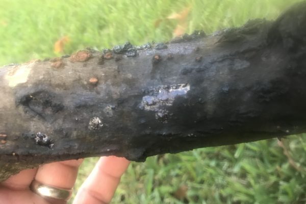 Insect Damage on Green Button Wood Tree Reported To Owner For Treatment
